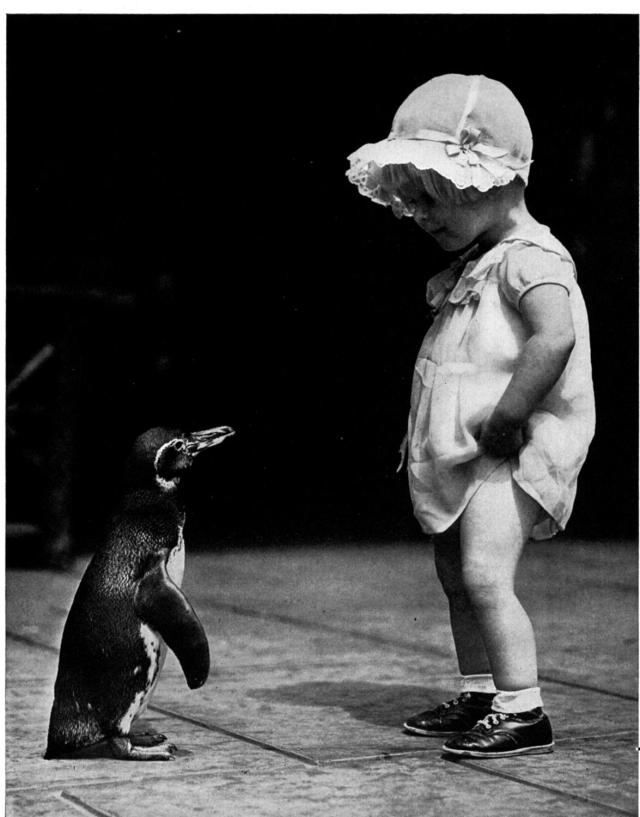 penguinbabybw