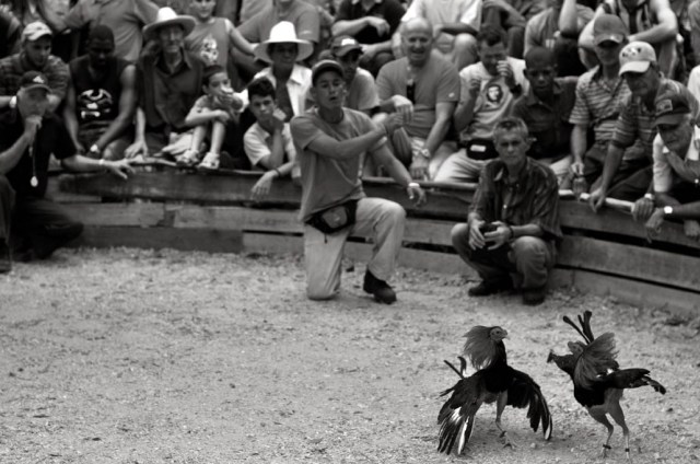 Copyright Voicu Bojan