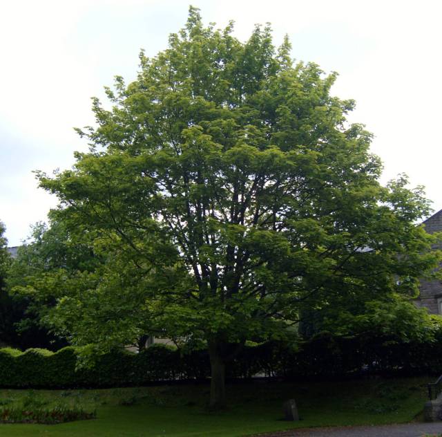 sursa stewartessences Sycamore