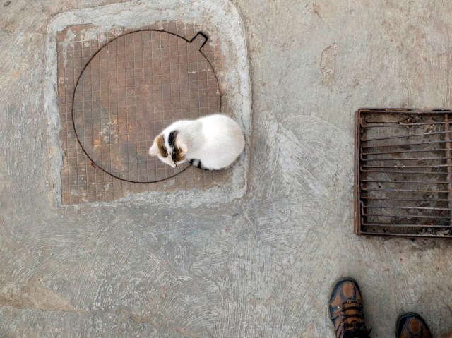 copyright voicubojan