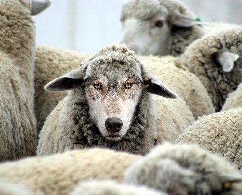 sursa ethan-vanderbuilt-a-wolf-in-sheeps-clothing